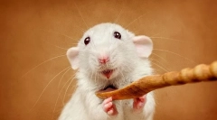 Koliko zuba ima pacove, karakteristike i strukturu zuba